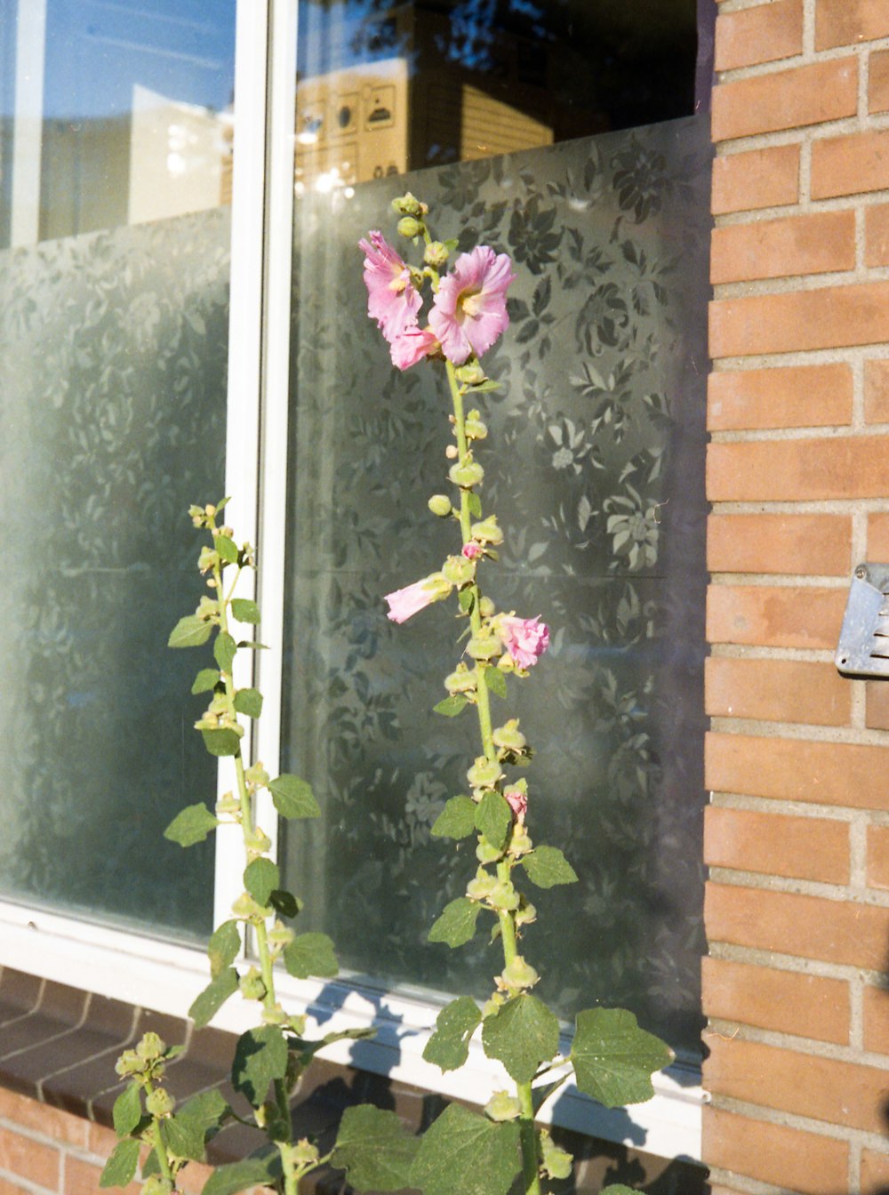 green plant with pink flowers