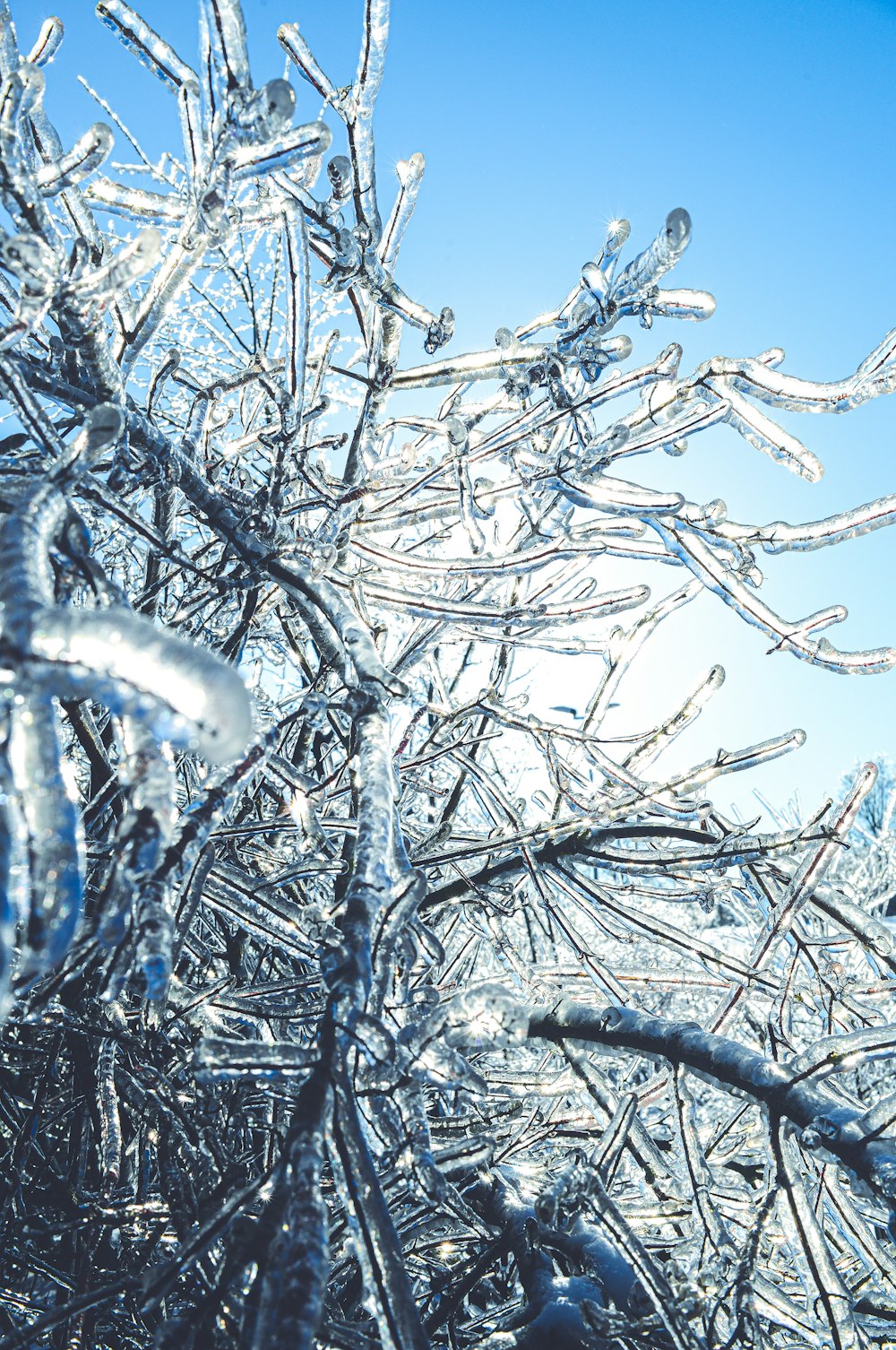 ramo d'albero bianco e nero