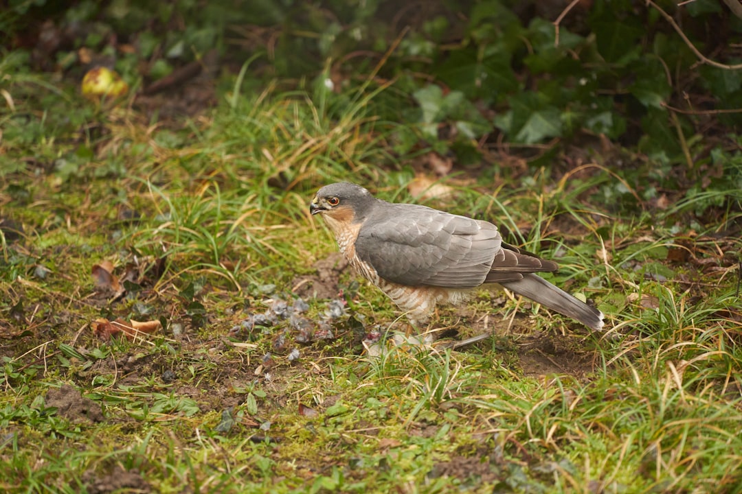 gray and brown bird on green grass during daytime