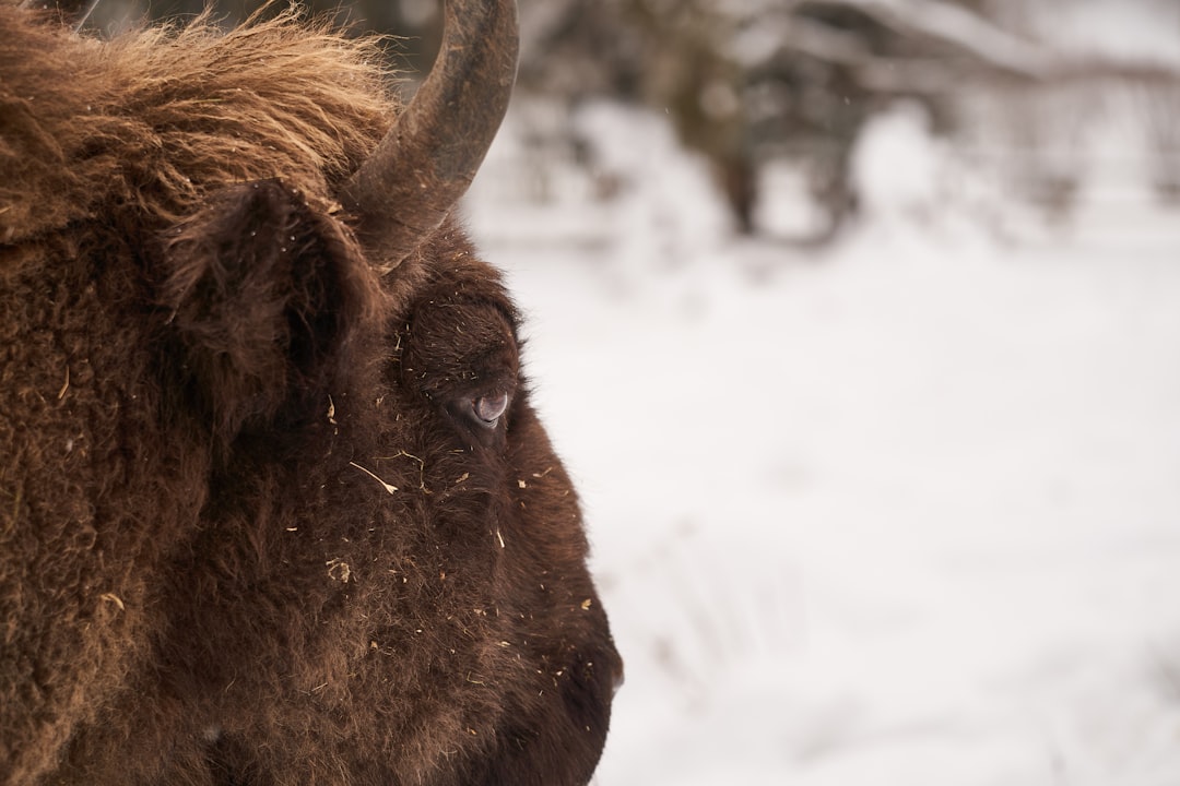 brown animal on snow covered ground during daytime