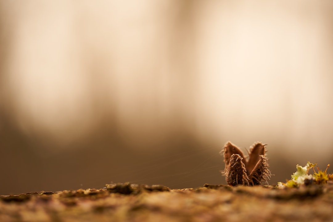 brown dried plant on brown soil