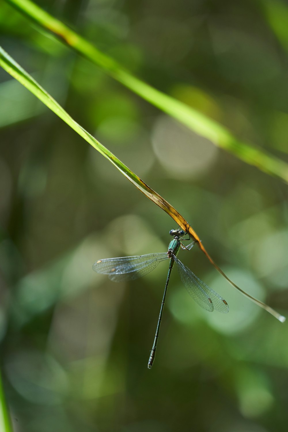 black and yellow dragonfly on green grass during daytime