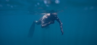 person in black wet suit swimming in water
