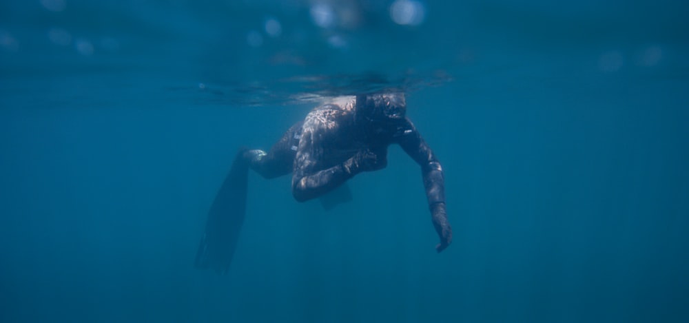 person in black wet suit swimming in water