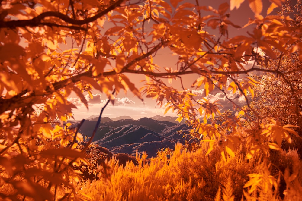 brown and green tree near mountain during daytime