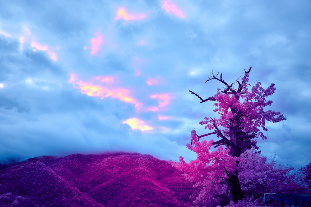 pink cherry blossom tree on hill
