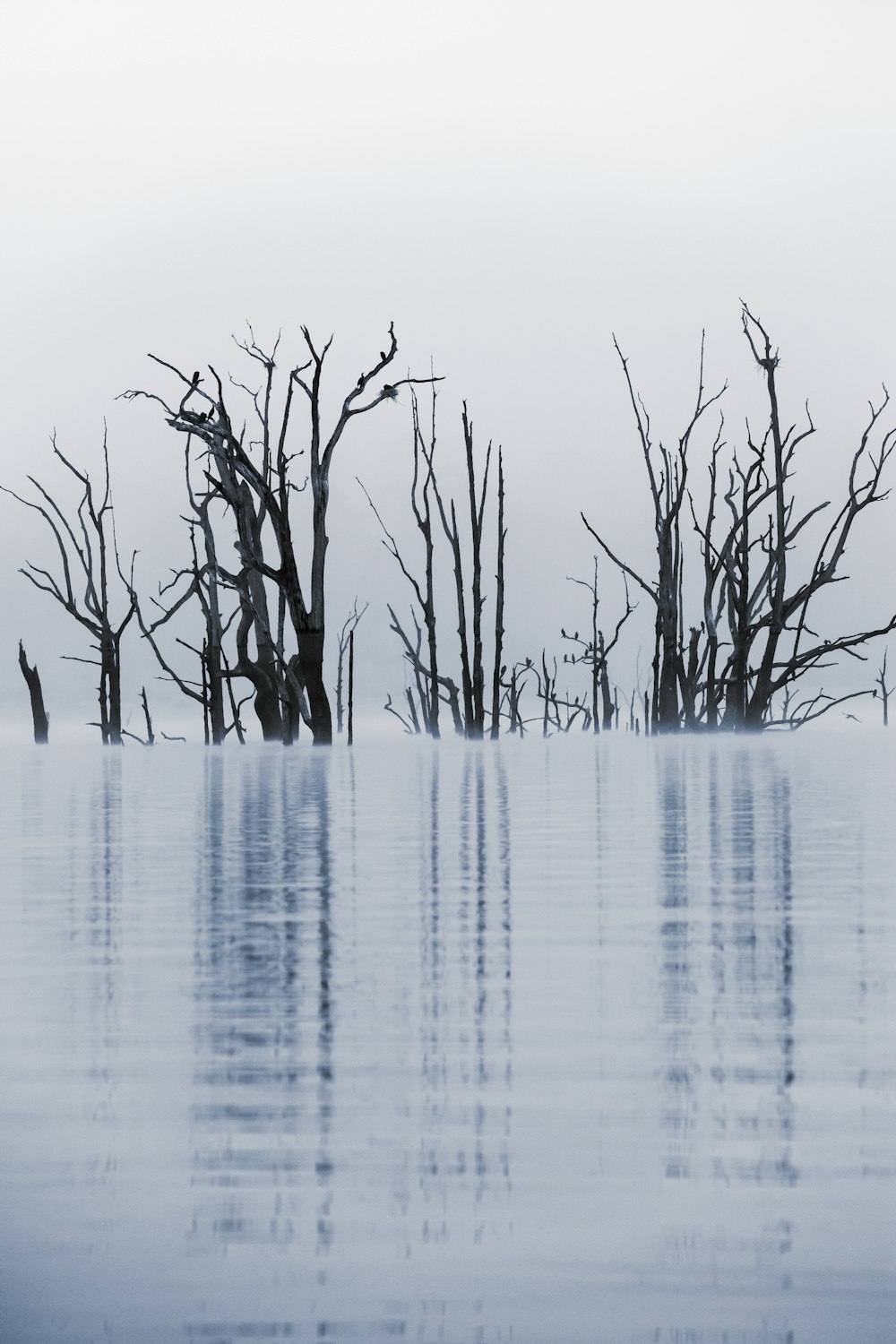 leafless tree on body of water