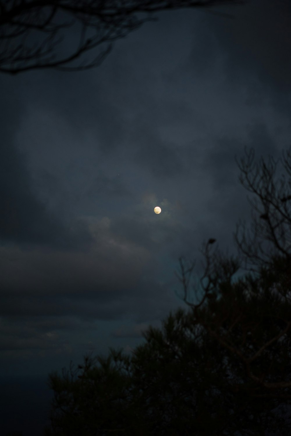 trees under dark clouds during night time