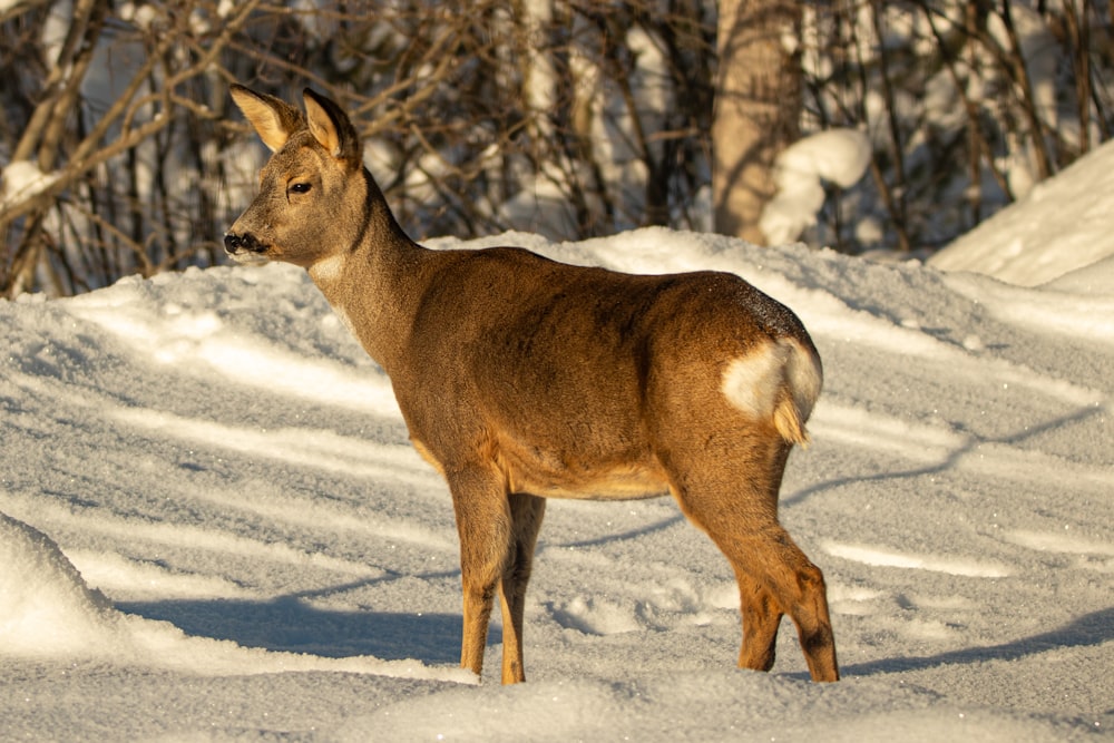 brown deer on snow covered ground during daytime