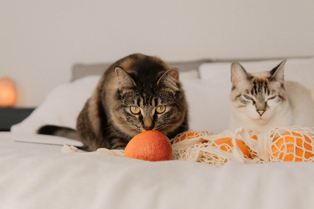 brown tabby cat on white textile