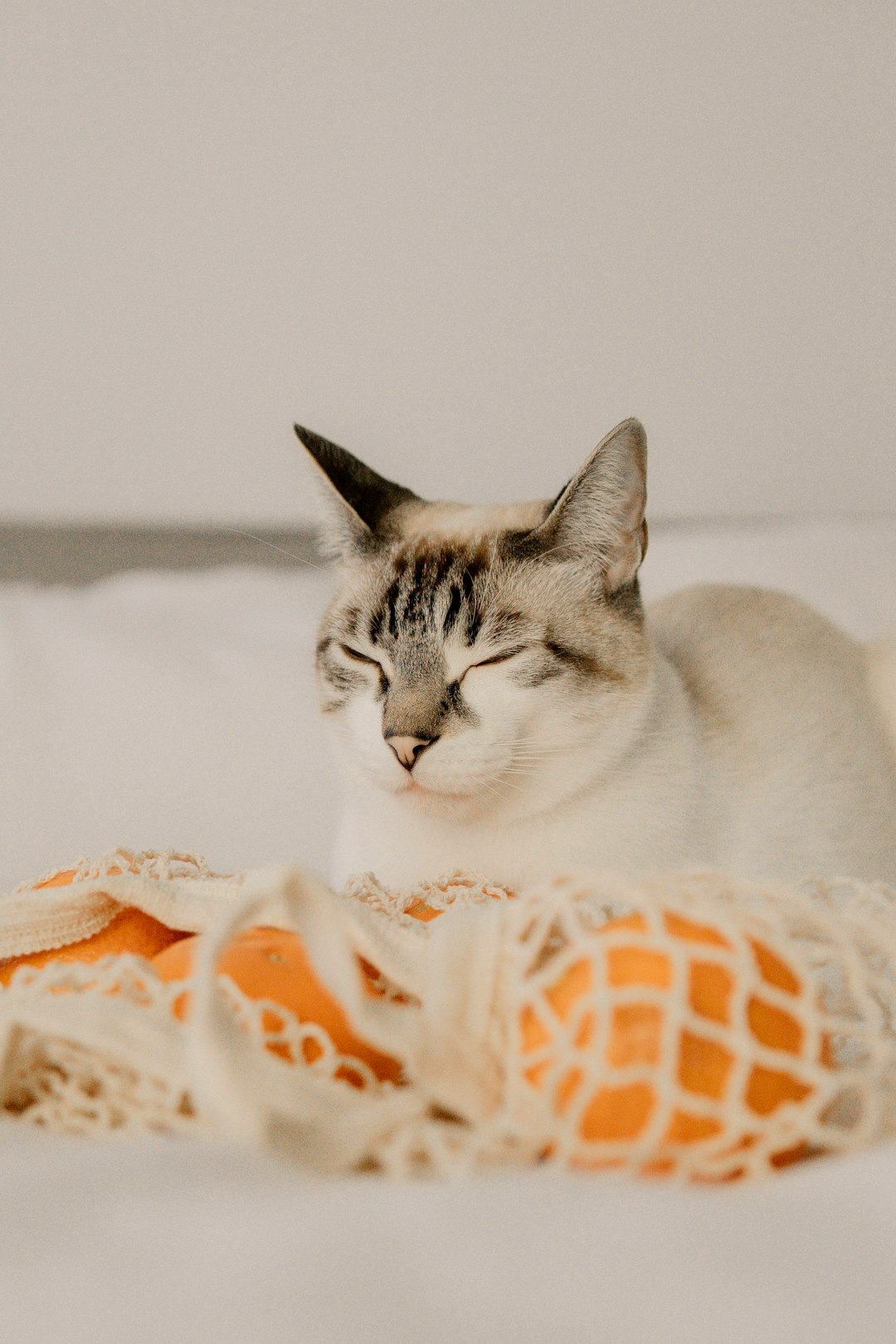 white and black cat on white textile