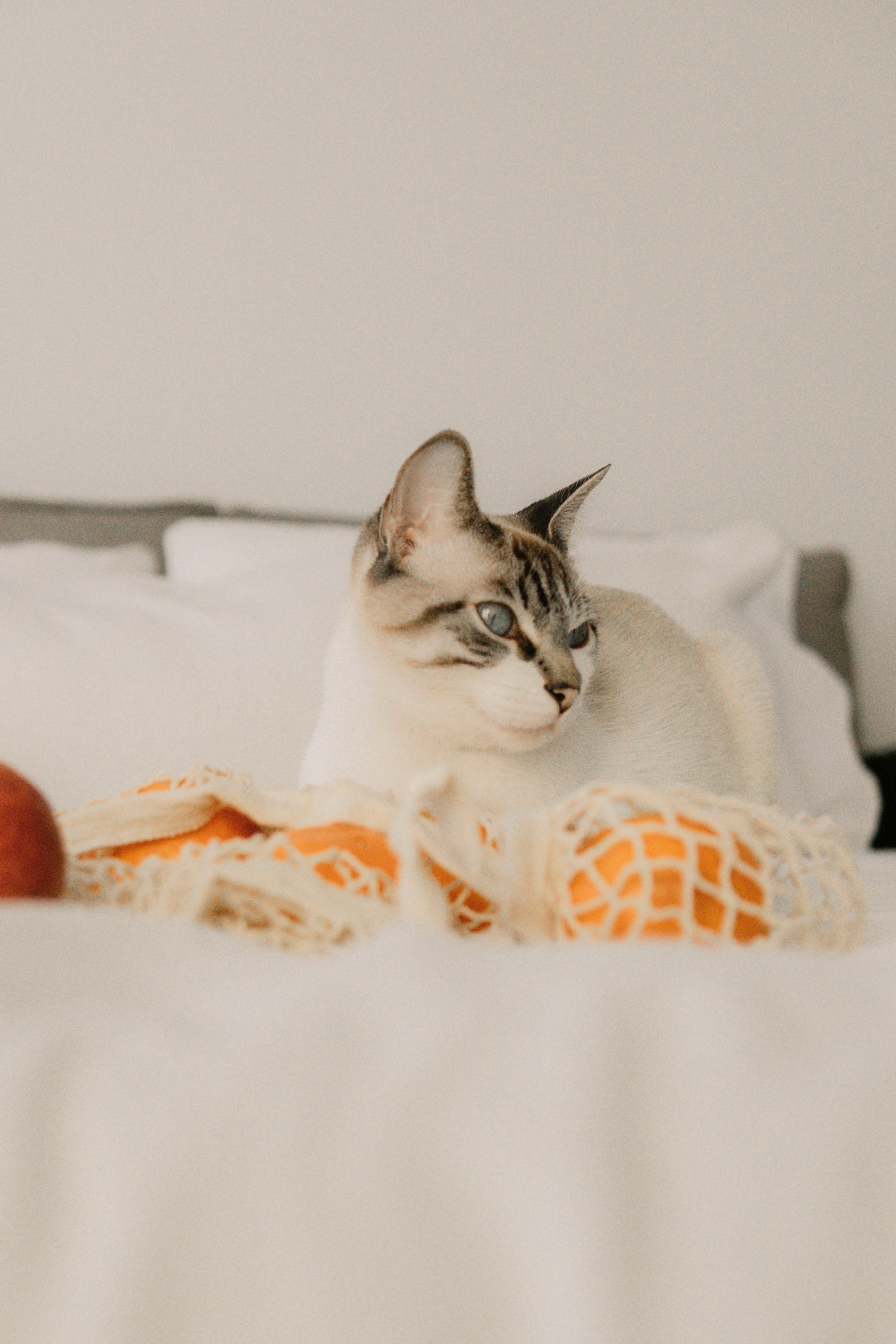 white and gray cat on white textile