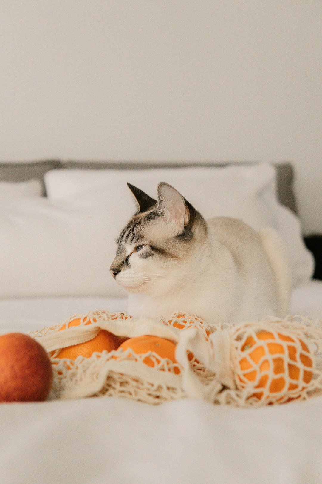 white and gray cat on white and orange textile