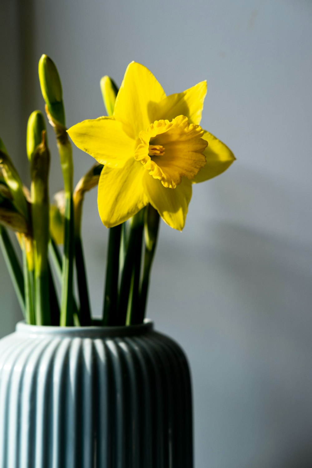 Jonquilles jaunes dans un vase en céramique blanche