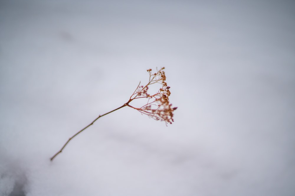 braune getrocknete Blume in Nahaufnahmen