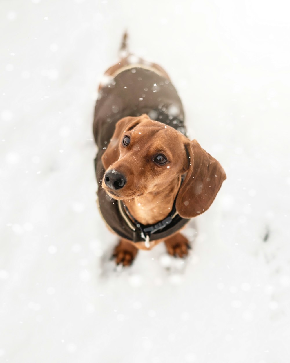 brown dachshund on snow covered ground during daytime
