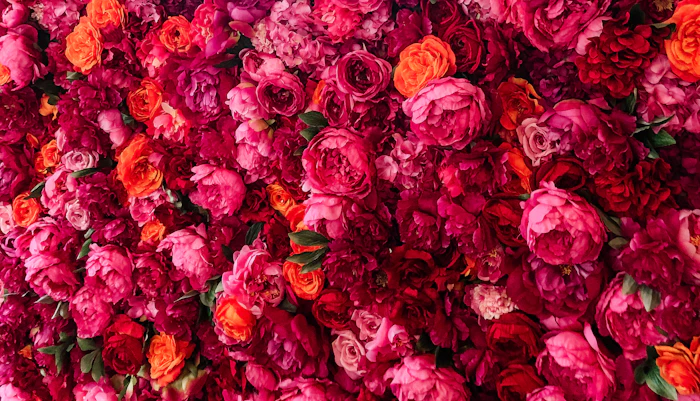 Mass of red and pink roses