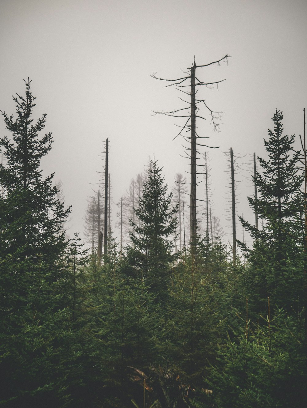 green trees under white sky