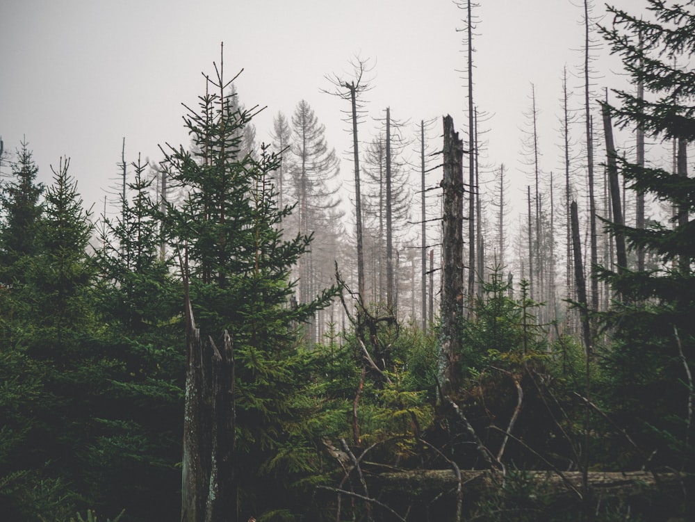 green trees under white sky