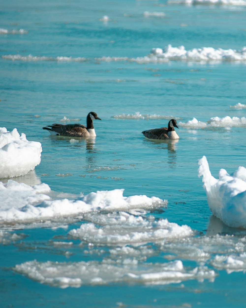 white and black duck on white snow during daytime