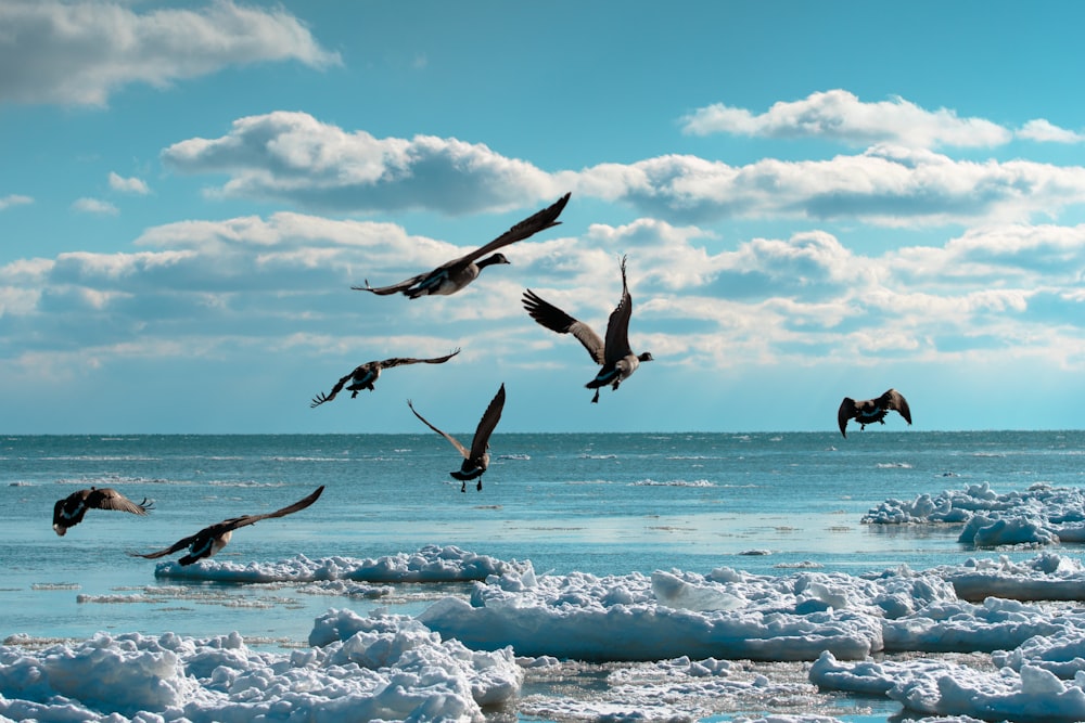 birds flying over the sea during daytime