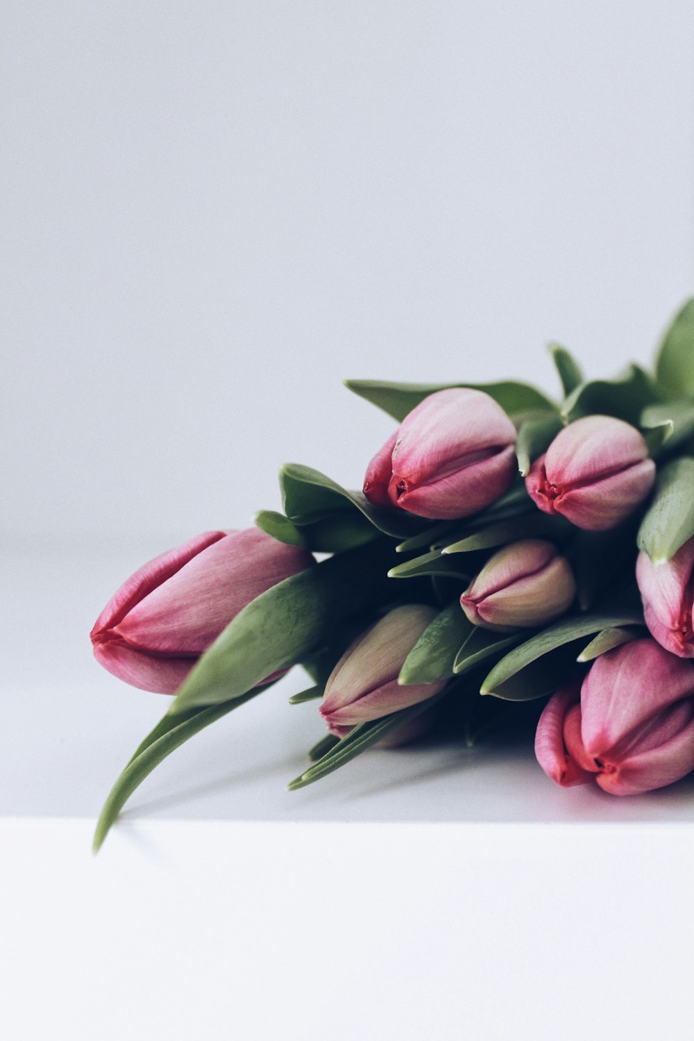 Tulipanes rosas sobre mesa blanca