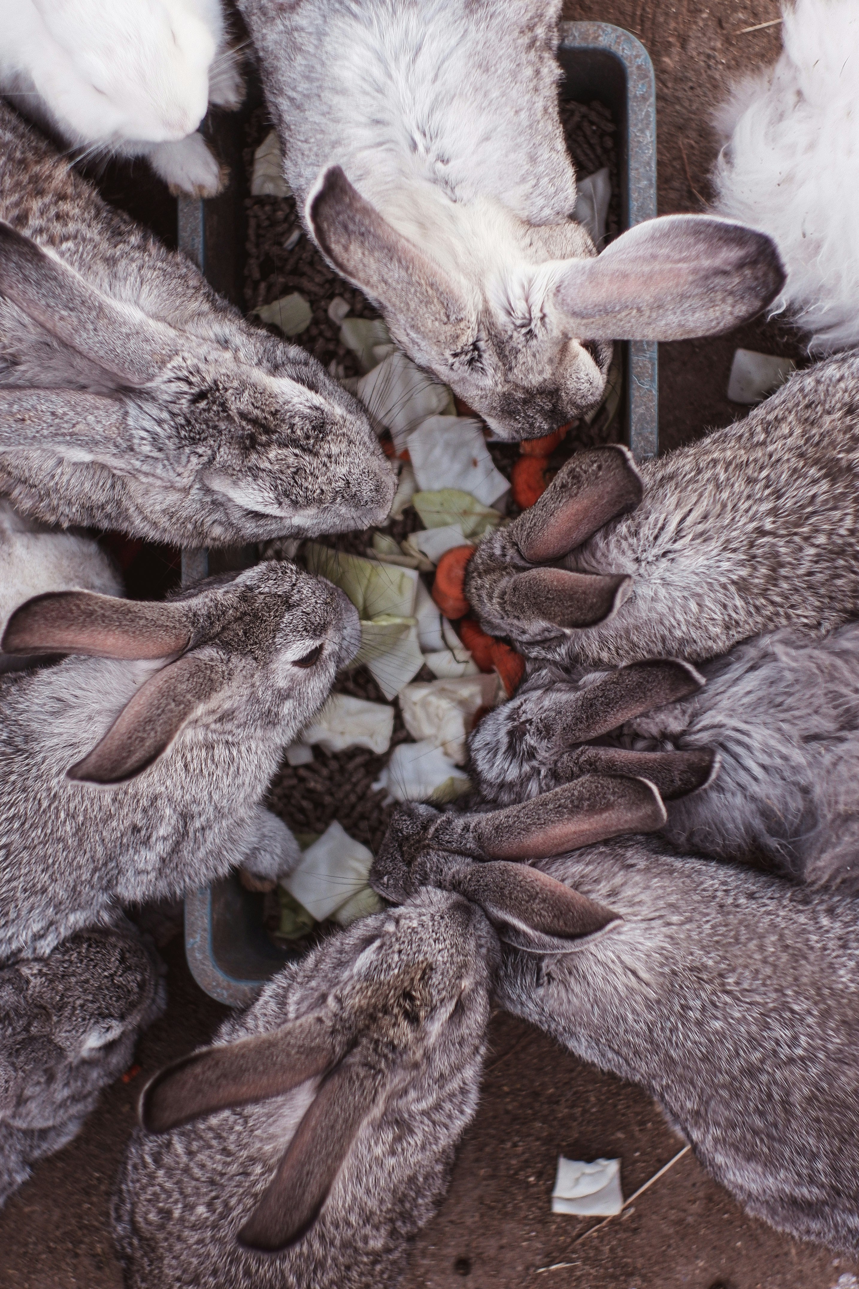 white and brown rabbit lot