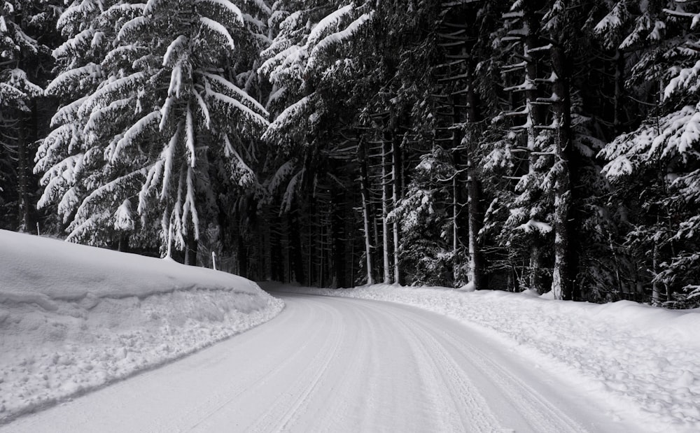 snow covered road between trees during daytime