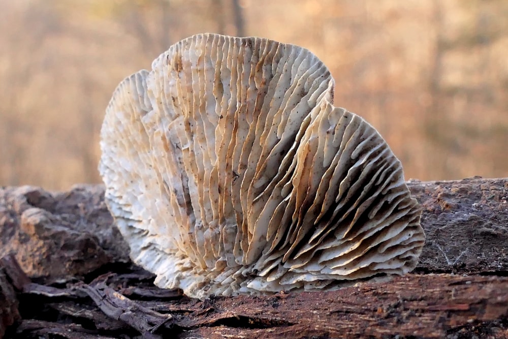 white and brown mushroom on brown soil