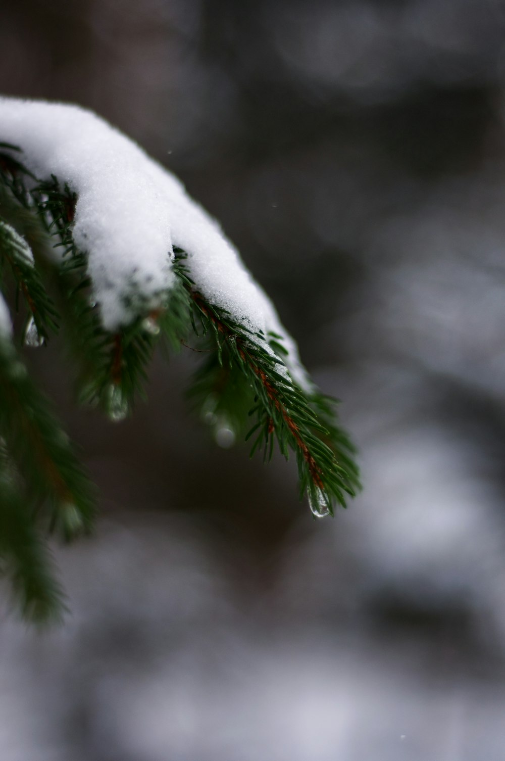 snow on green pine tree