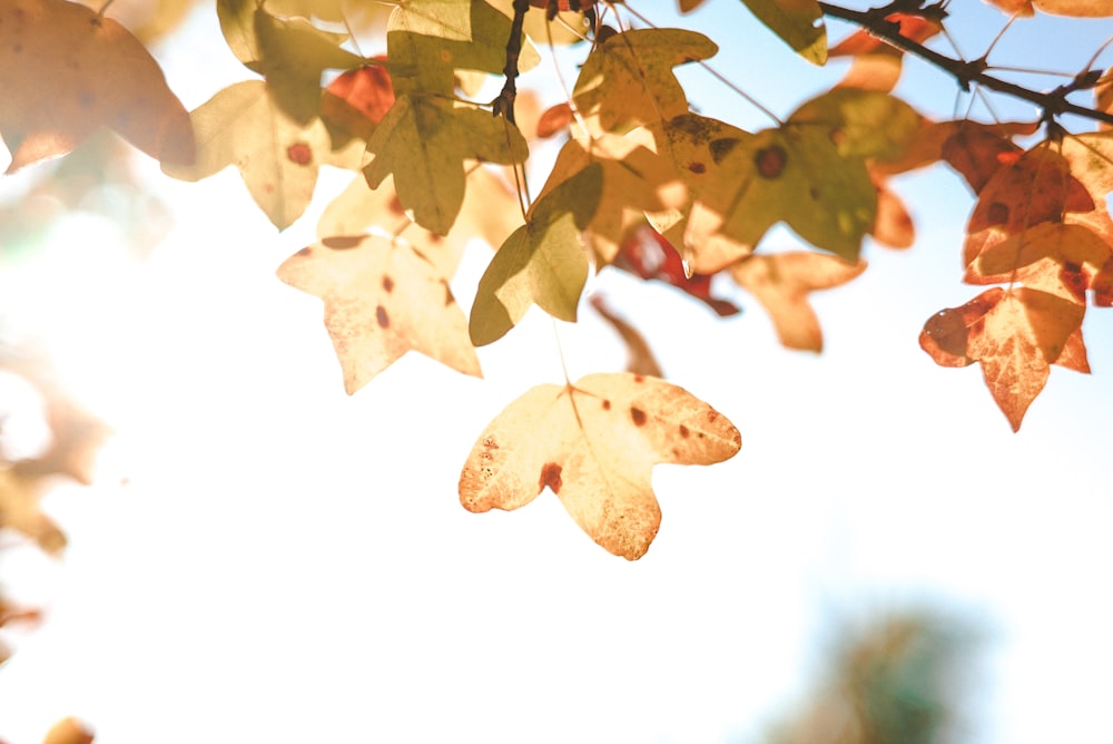 brown maple leaf in close up photography