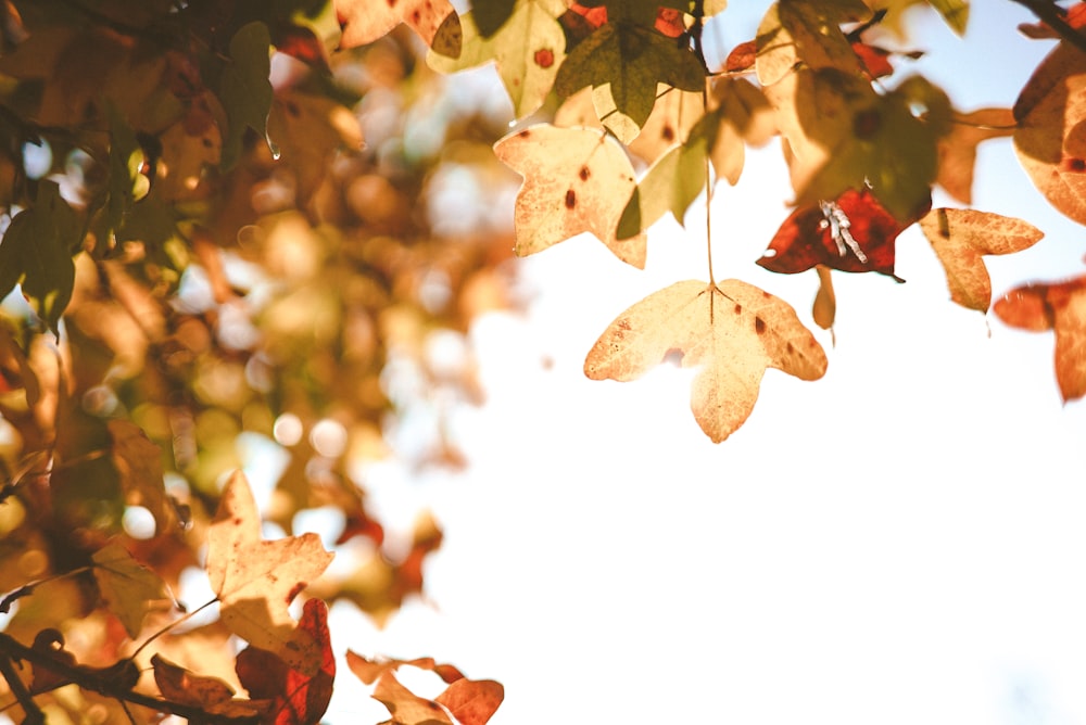 brown leaves in tilt shift lens