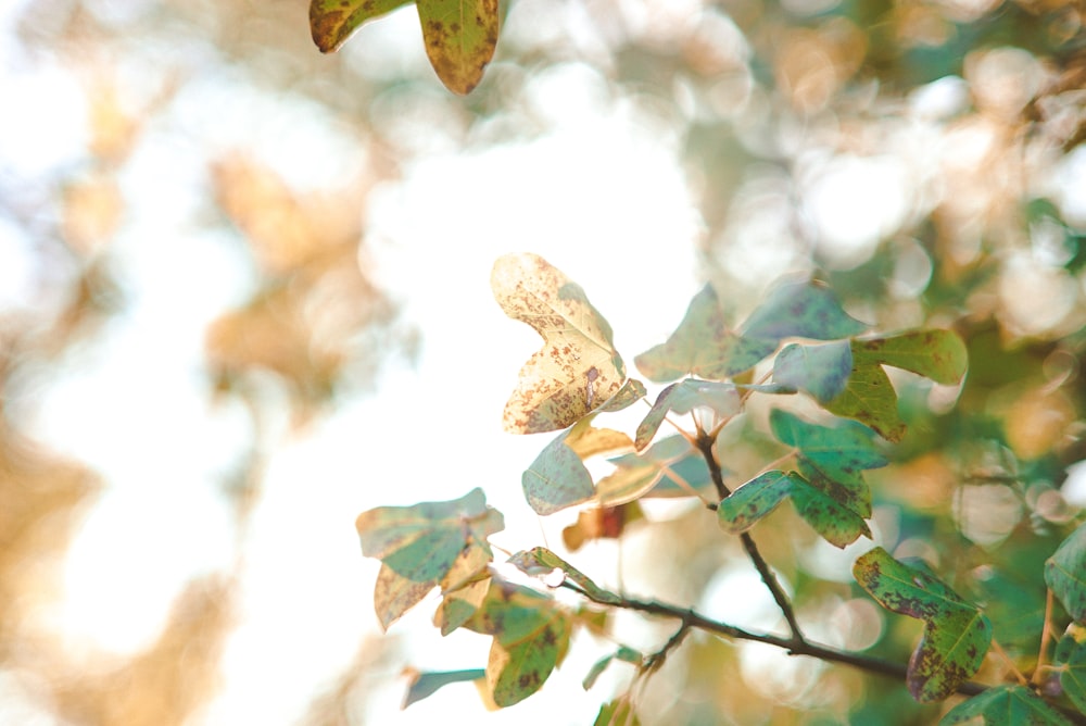 green and brown tree during daytime