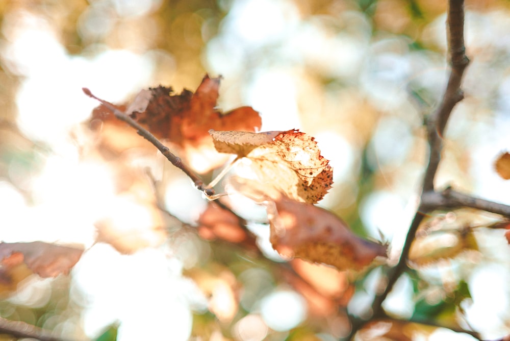 brown dried leaves in tilt shift lens