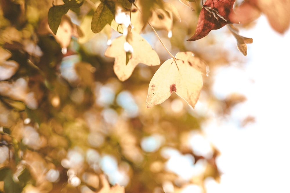 brown leaf in tilt shift lens