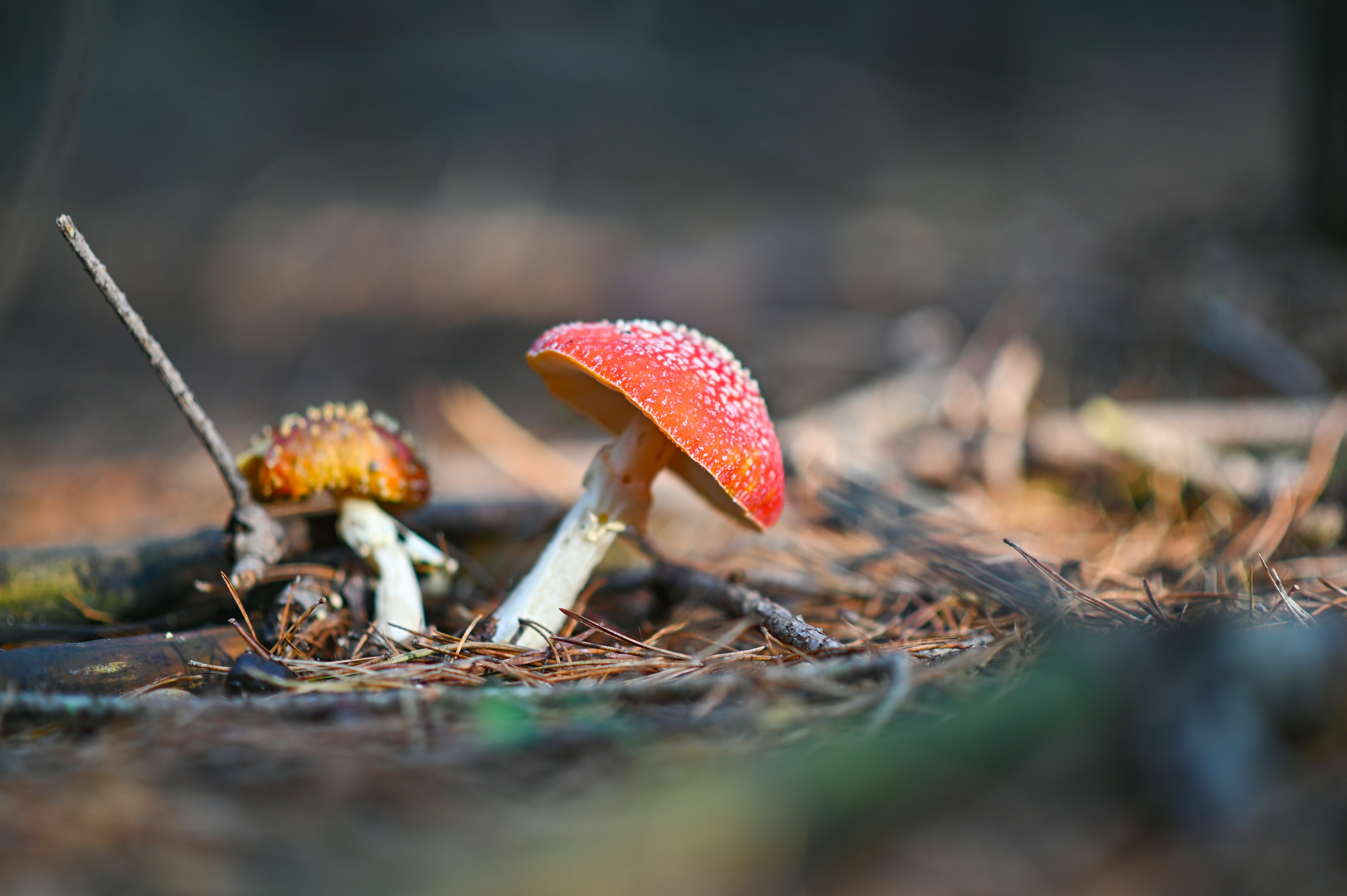 rot-weißer Pilz im Tilt-Shift-Objektiv