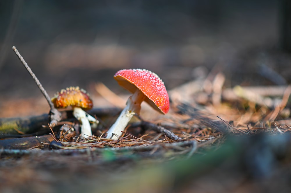 red and white mushroom in tilt shift lens