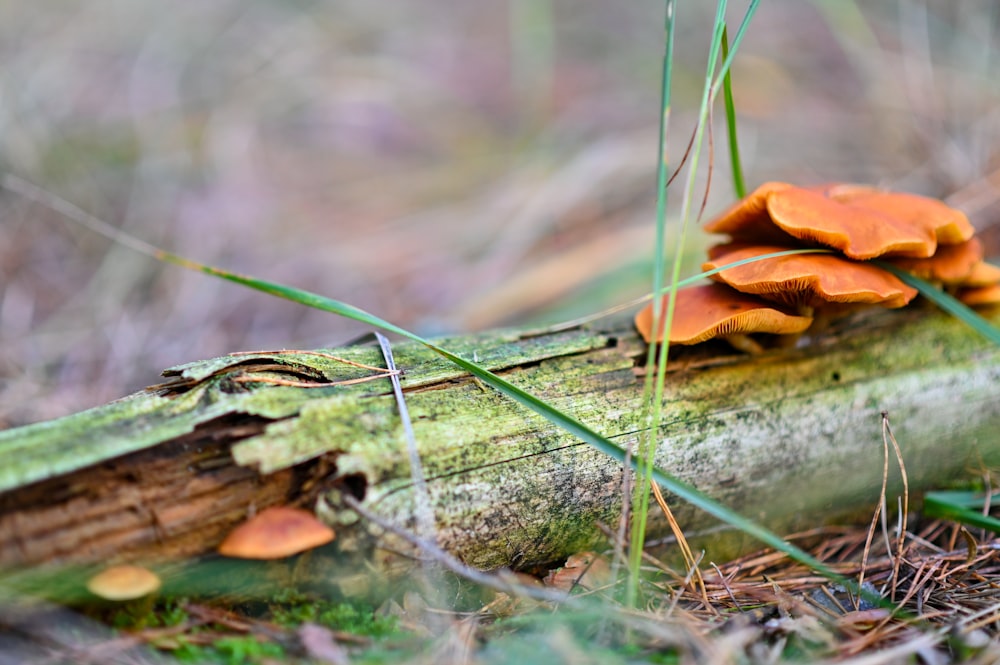 brown dried leaf on green moss