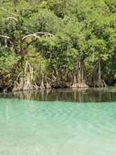 A vibrant African mangrove forest along the lagoon at sunrise, showing lush greenery and calm waters.