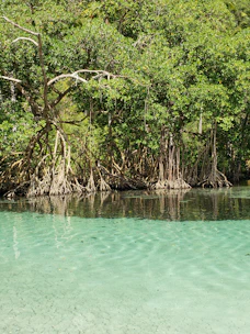A vibrant African mangrove forest along the lagoon at sunrise, showing lush greenery and calm waters.