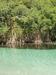 A serene mangrove forest with dense green foliage and exposed twisting roots sits at the edge of clear, turquoise water. The bright sunlight casts reflections of the trees onto the calm surface of the water.