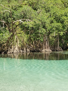 A vibrant photo of the Sundarbans mangrove forest at sunset, showcasing lush greenery and calm waters.