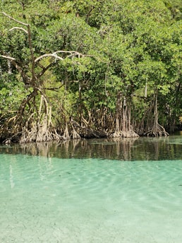 A serene mangrove forest with dense green foliage and exposed twisting roots sits at the edge of clear, turquoise water. The bright sunlight casts reflections of the trees onto the calm surface of the water.