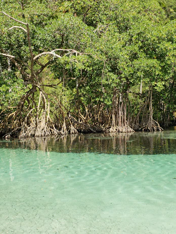 A serene mangrove forest with sunlight filtering through dense green leaves.