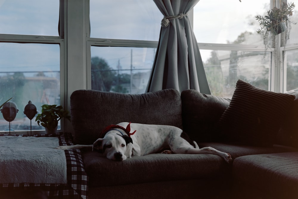 white and black short coated dog lying on brown and black cushion armchair