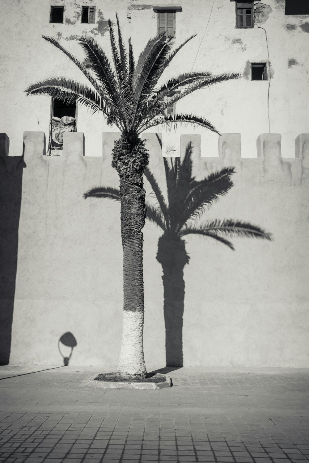 green palm tree near white wall