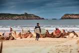 surfer and  brown camel on Essaouira beach seeking waves