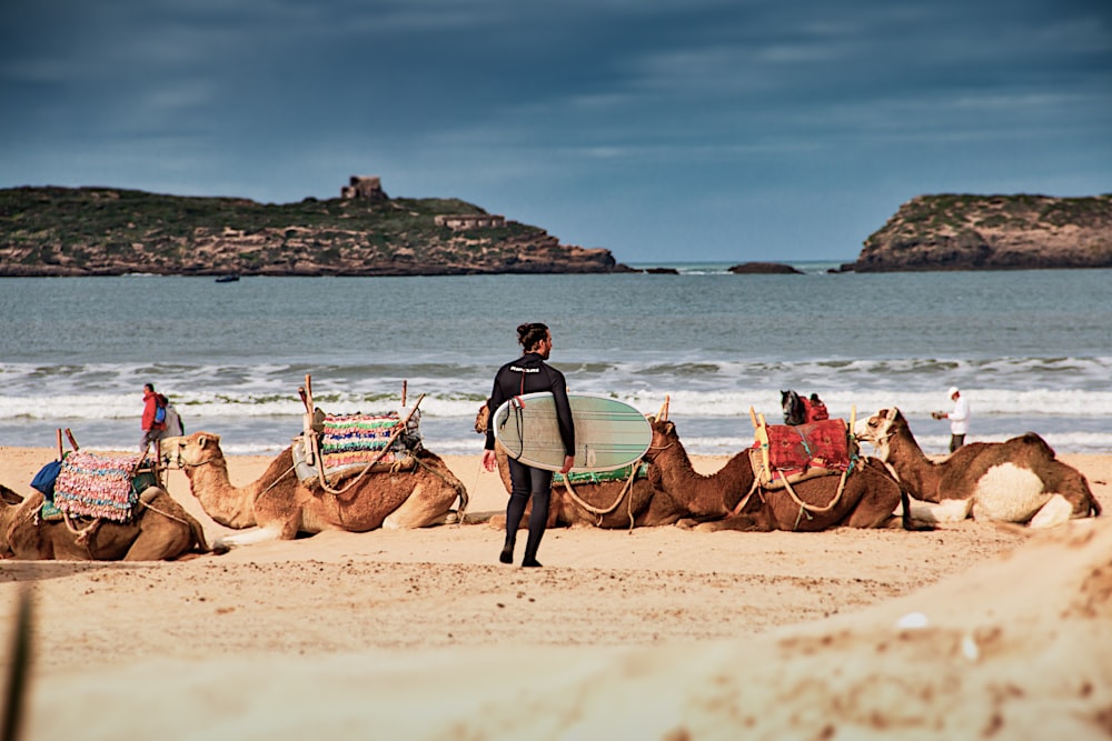 man in blue shirt riding brown camel on beach during daytime