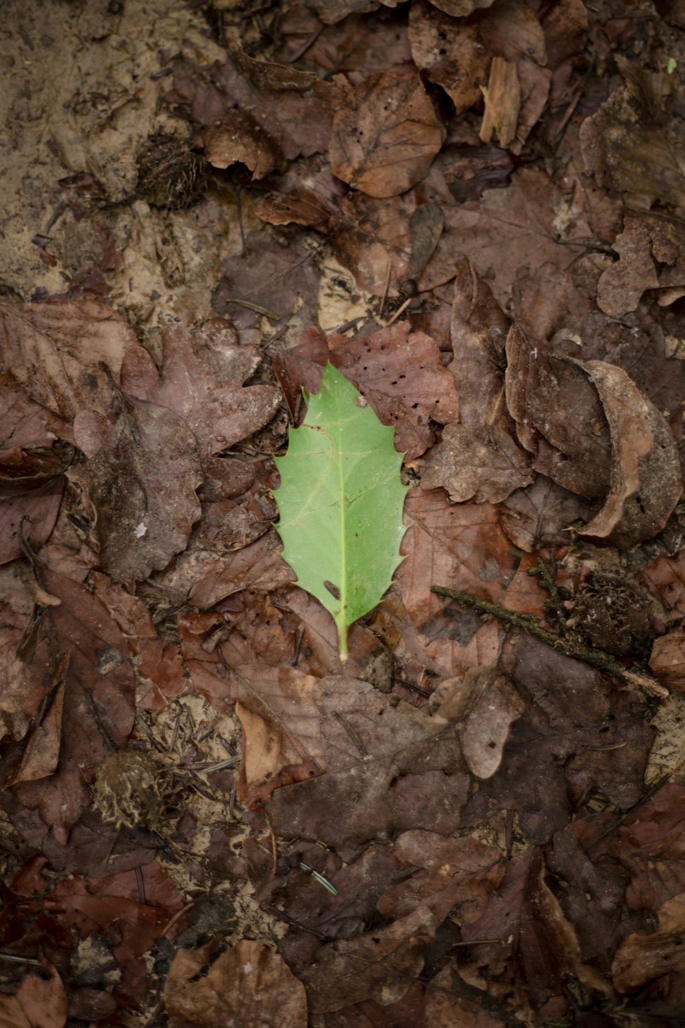 foglia verde su foglie secche marroni