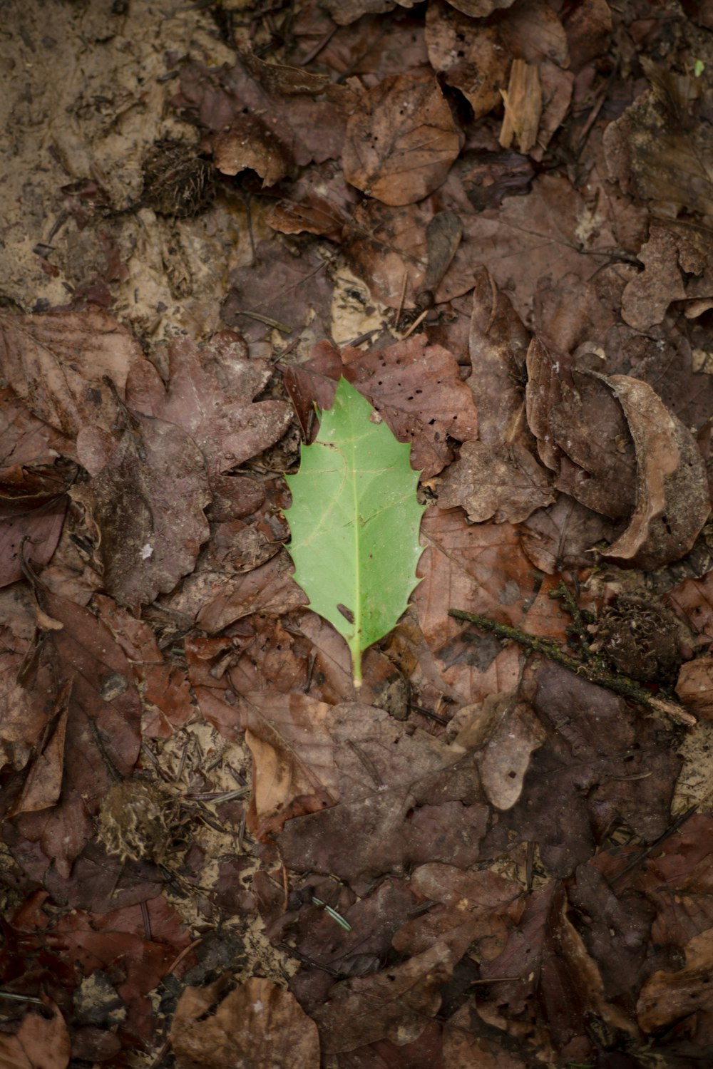 green leaf on brown dried leaves